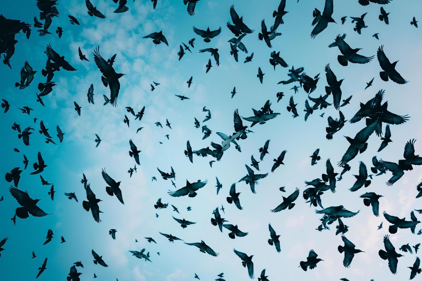 Flock of Starlings Creating Intricate Patterns in the Sky at Dusk Nature Background photo