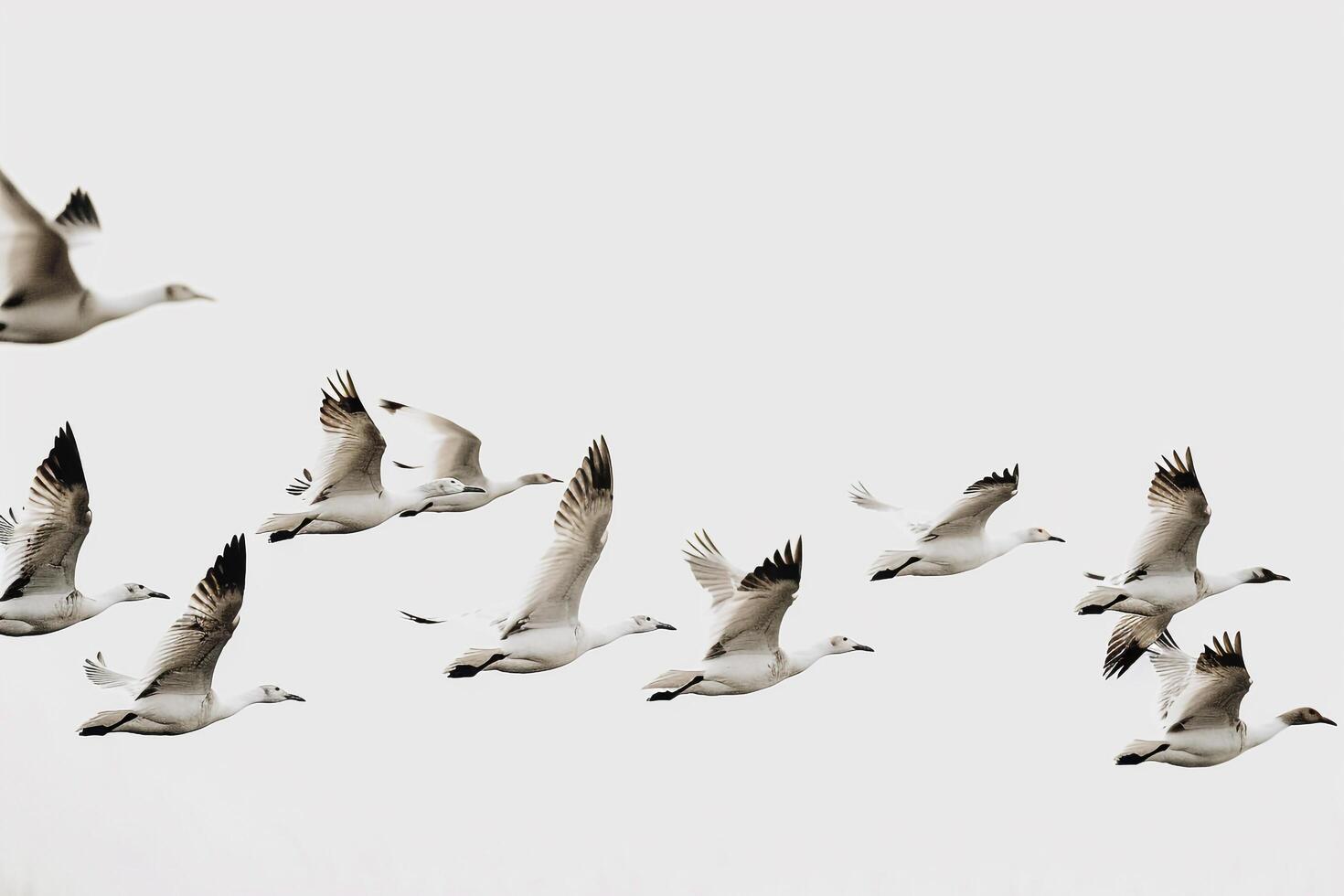 Flock of Birds in Flight. Nature Background photo