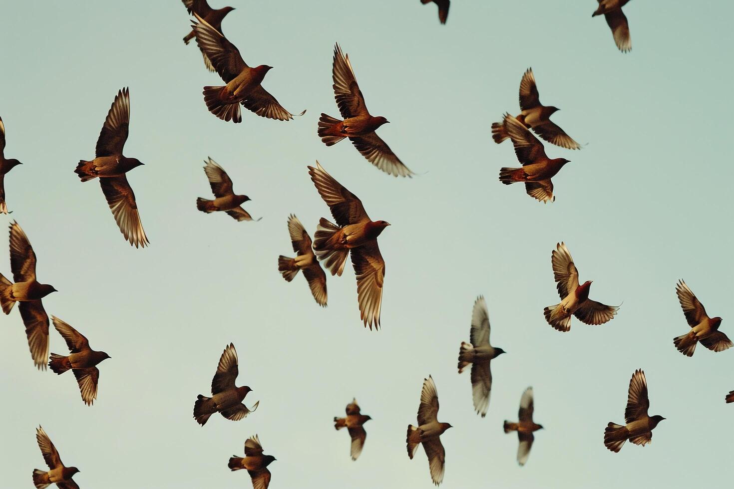 Flock of Birds in Flight. Nature Background photo
