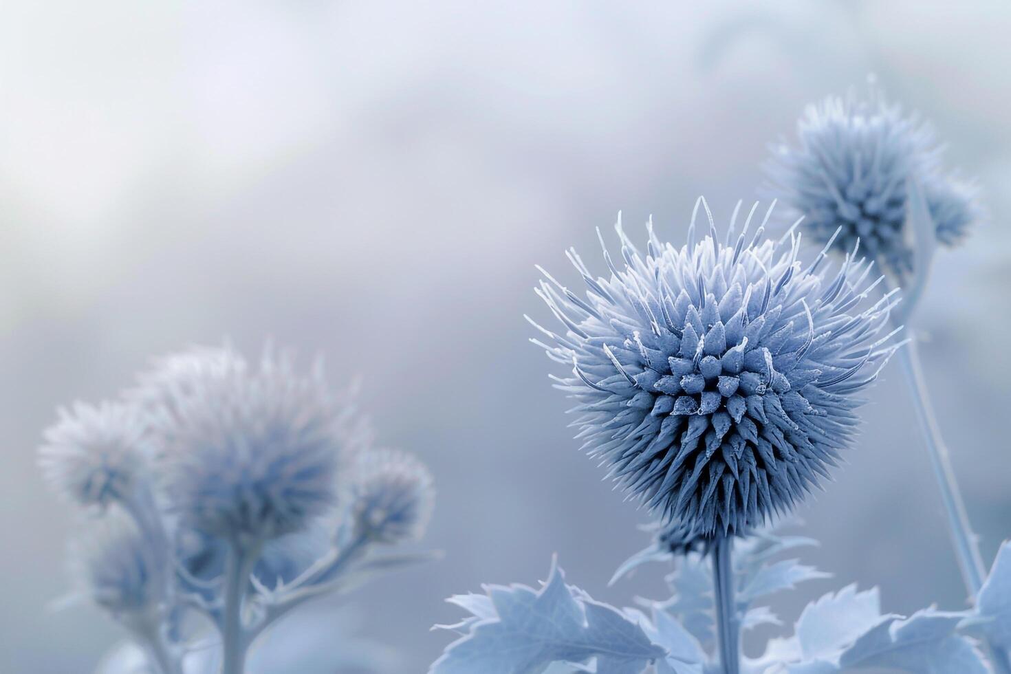 Globe Thistle Flower with Nature Background. Delicate Petals photo
