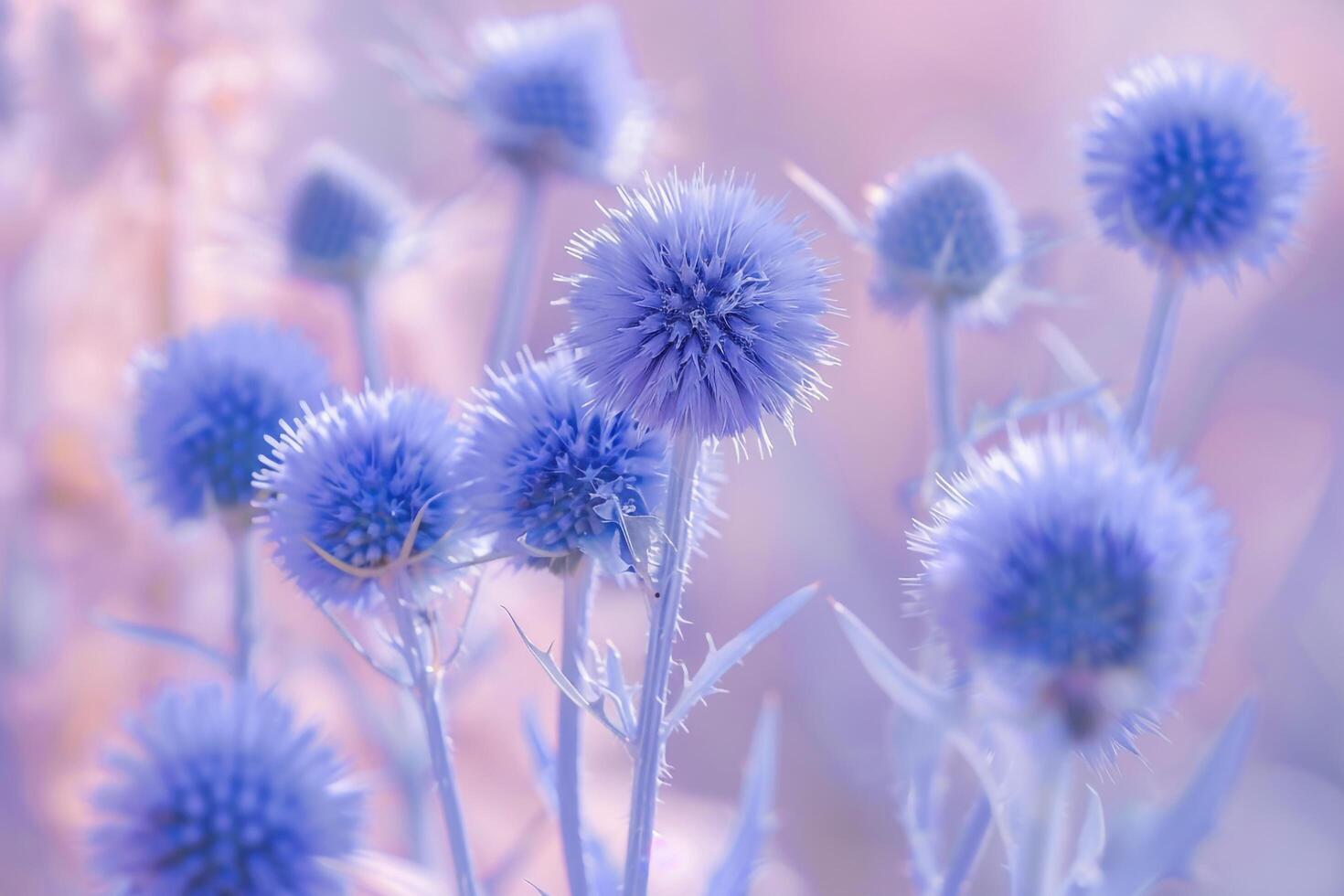 Globe Thistle Flower with Nature Background. Delicate Petals. Nature Background photo