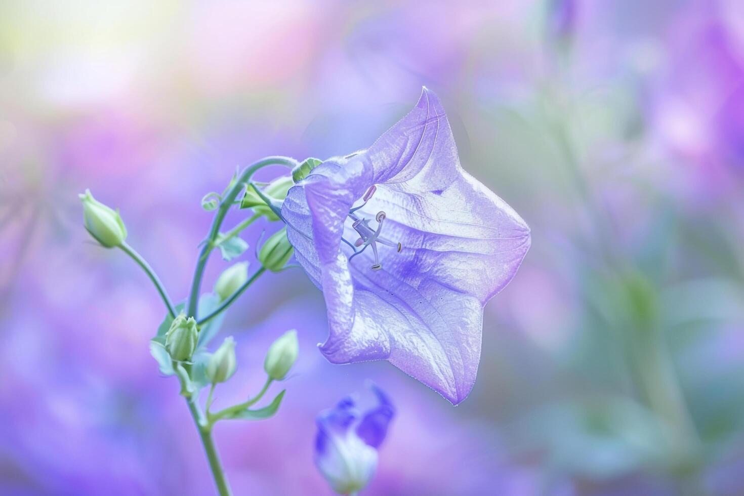 Campanula Flower with Nature Background.  Colors photo