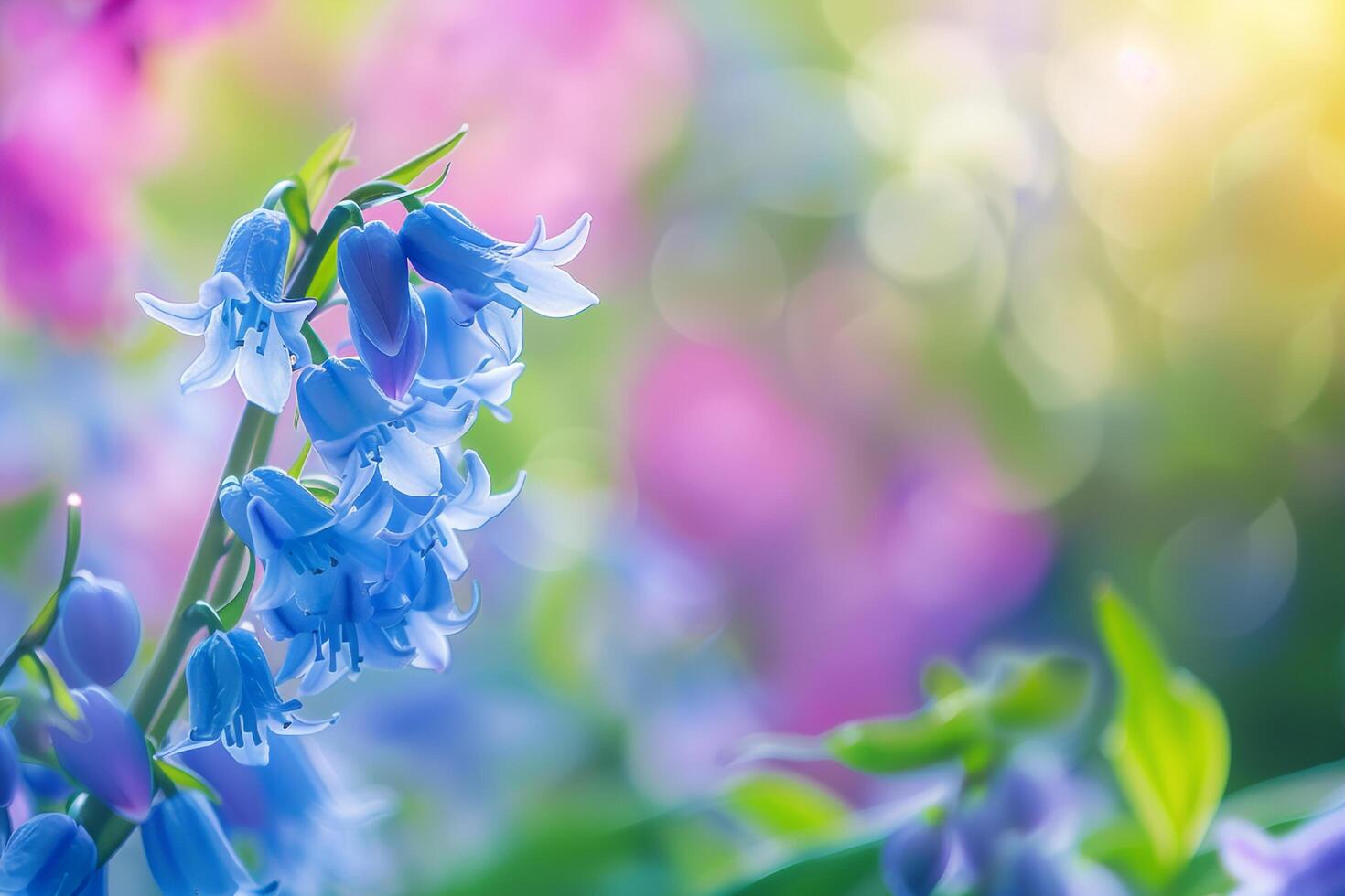 Bluebell Flower with Nature Background.  Colors photo