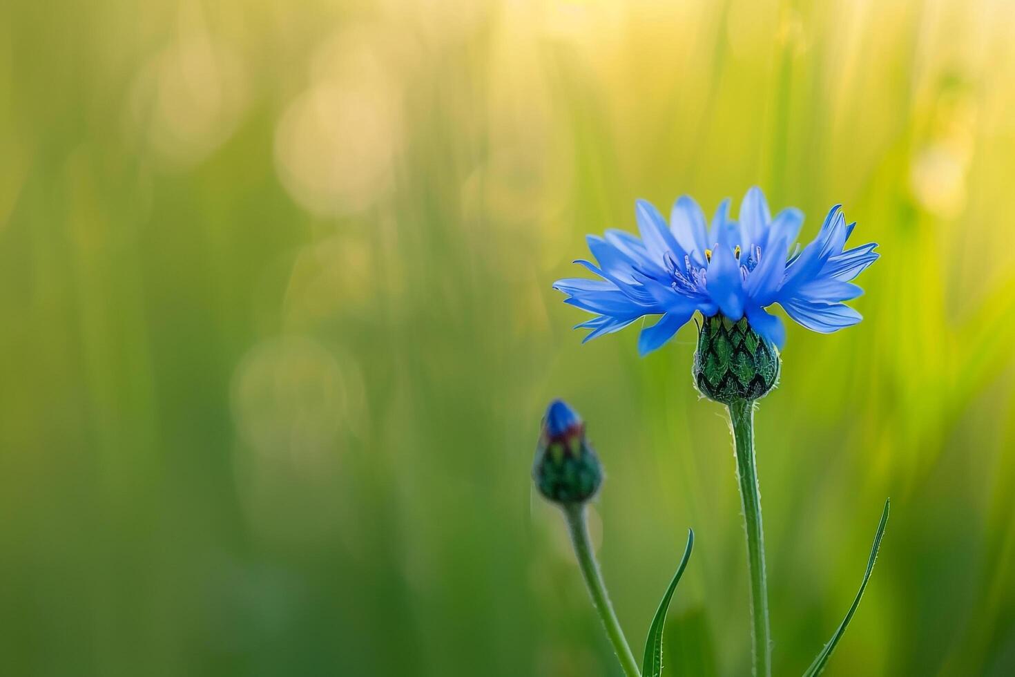 Blue Cornflower with Green Background photo