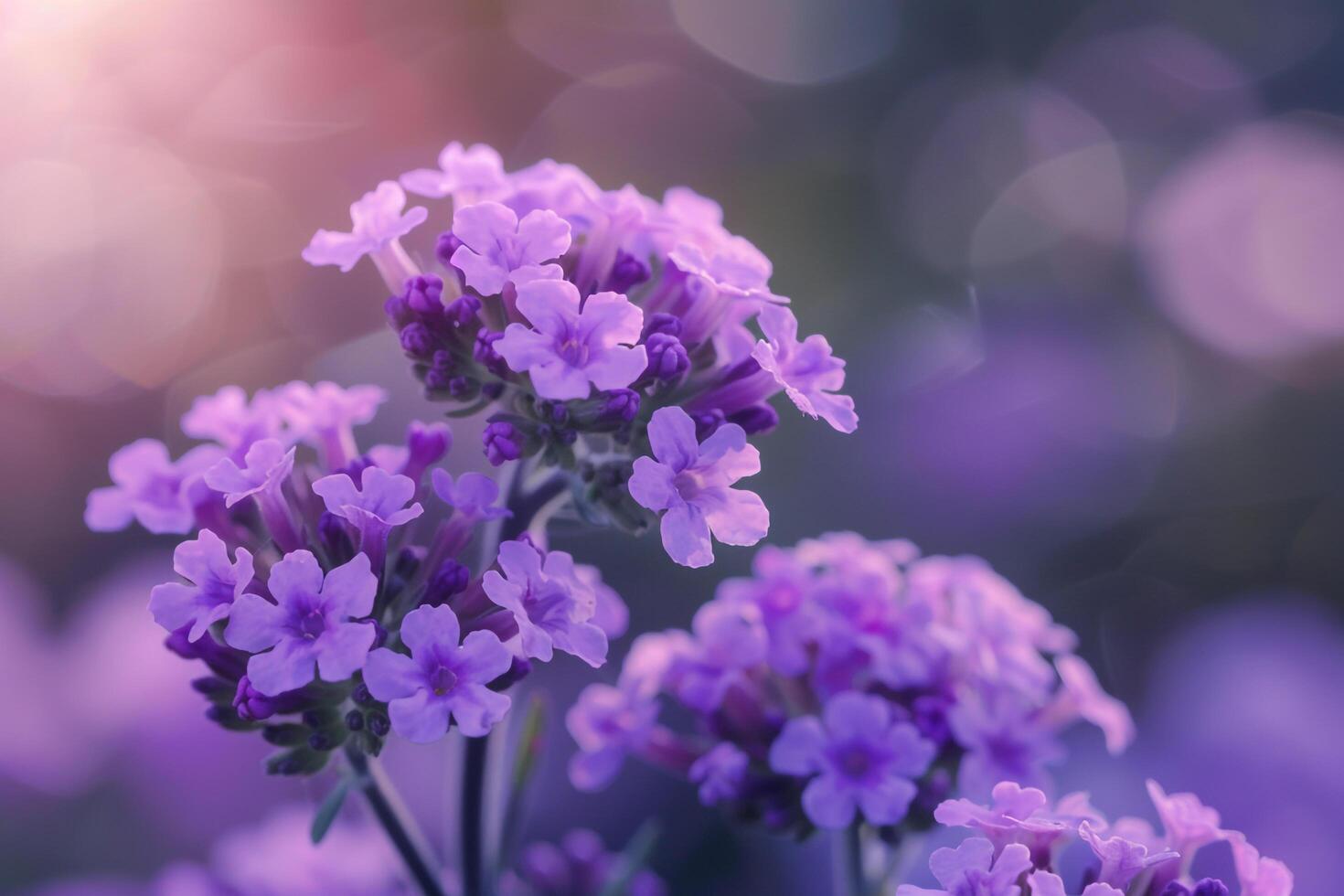 Purple Garden Verbena Flowers photo