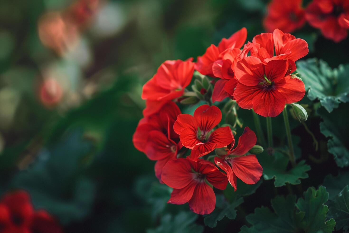 Red Geranium Flowers with Green Leaves in a  Garden Background Nature photo