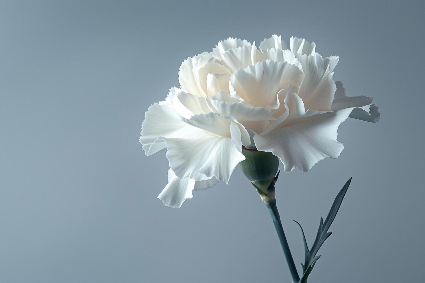 White Carnation with Soft Petals in a Delicate Floral Background Nature photo