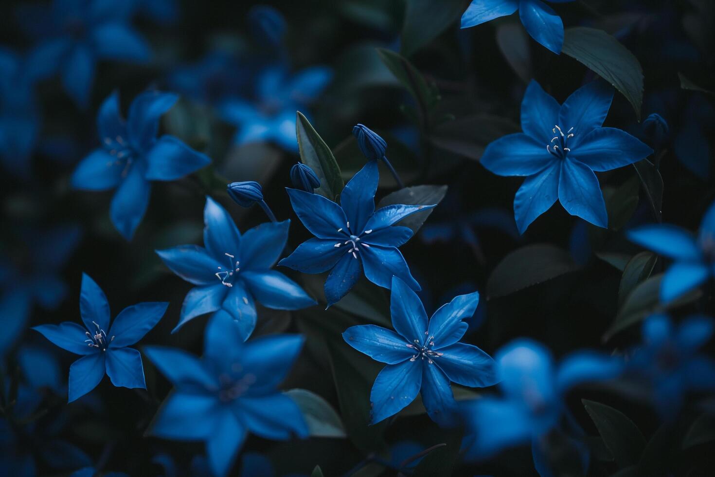 Blue Star Flowers in a  Nature Background photo