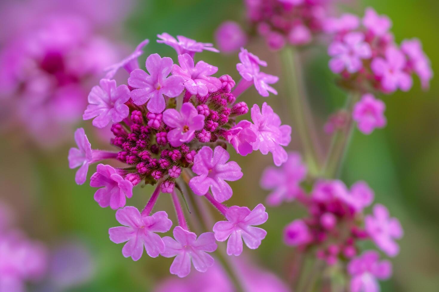 Pink Verbena Flowers in a  Nature Background photo
