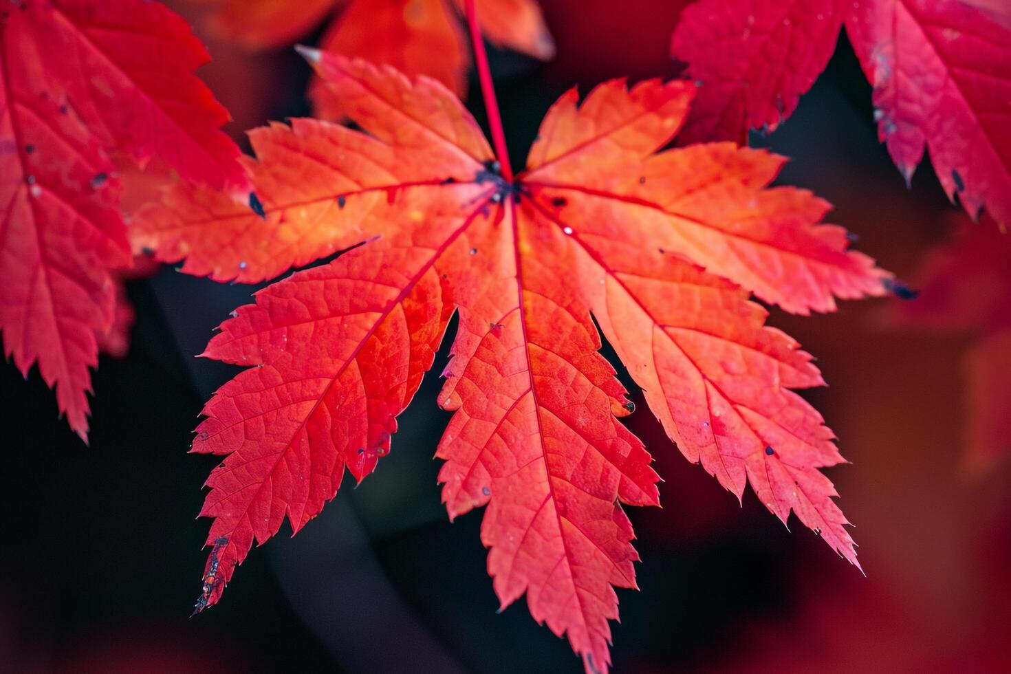 Nature Background of Bright Red Maple Leaves in Autumn with a Vivid Seasonal Decor photo