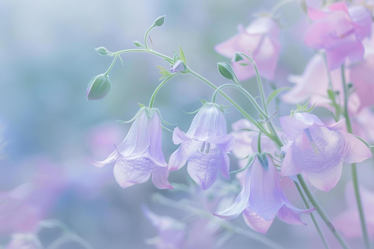 Canterbury Bells flower nature background photo