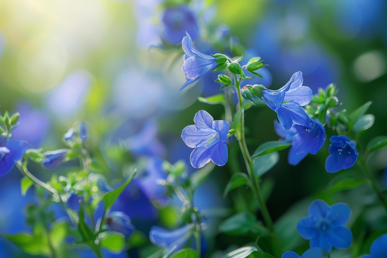 Blue Lobelia Flowers in Bloom Nature Background photo