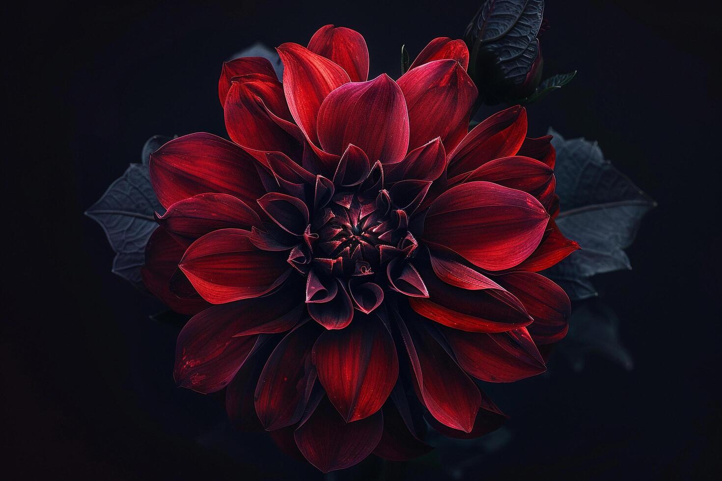 Dark Red Dahlia in Dramatic Lighting Nature Background photo