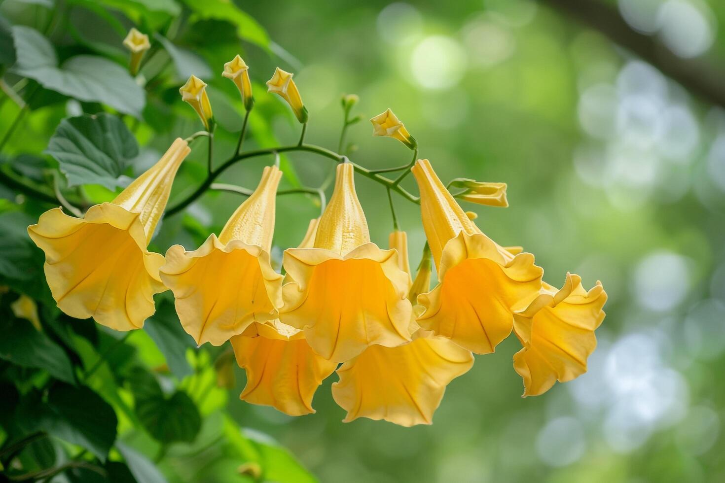 Yellow Angels Trumpet Flowers in Bloom Nature Background photo