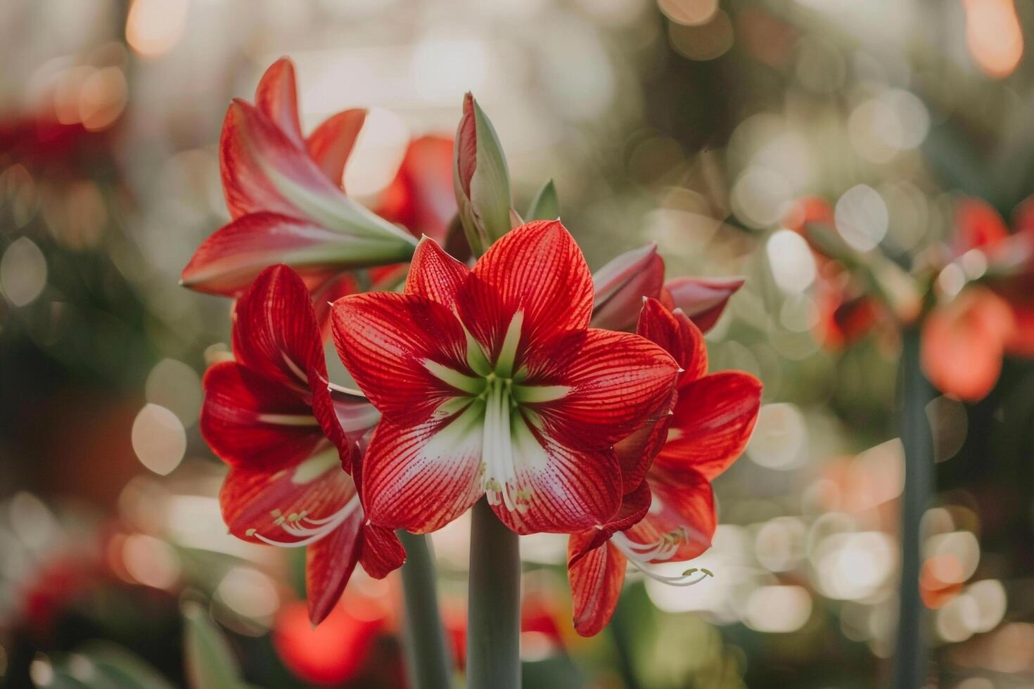 Red Amaryllis Flowers in Bloom Nature Background photo
