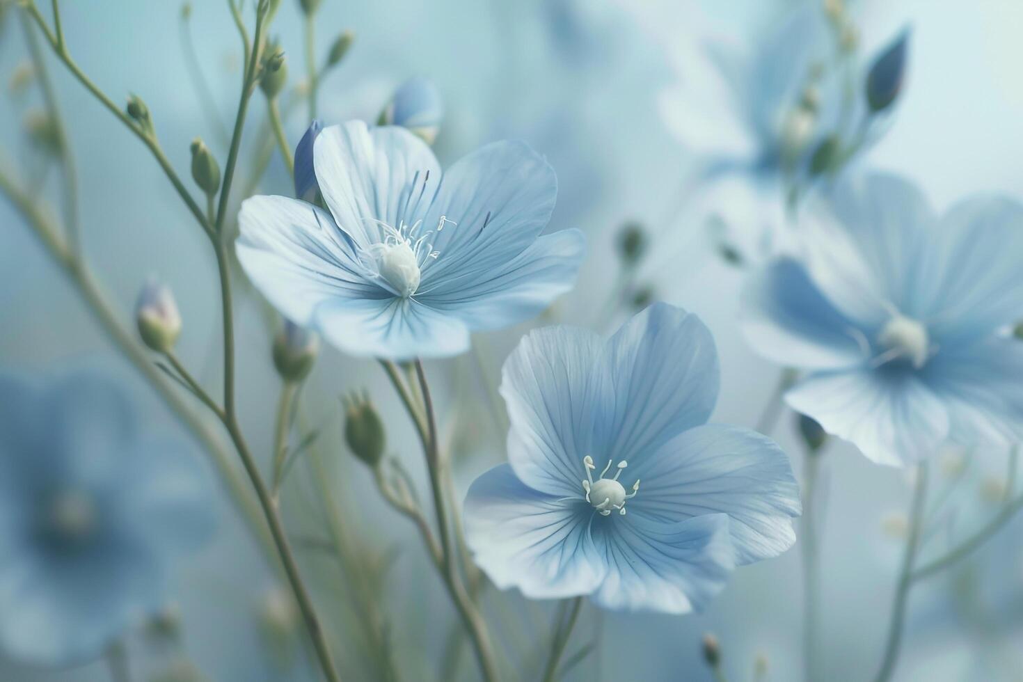 Blue Flax Flowers. Nature Background photo