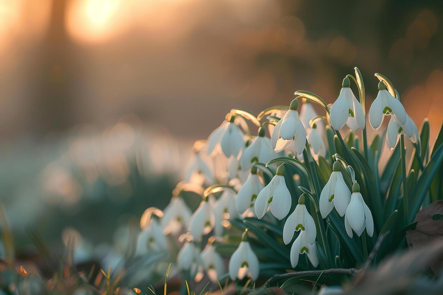 Snowdrop Flowers. Nature Background photo