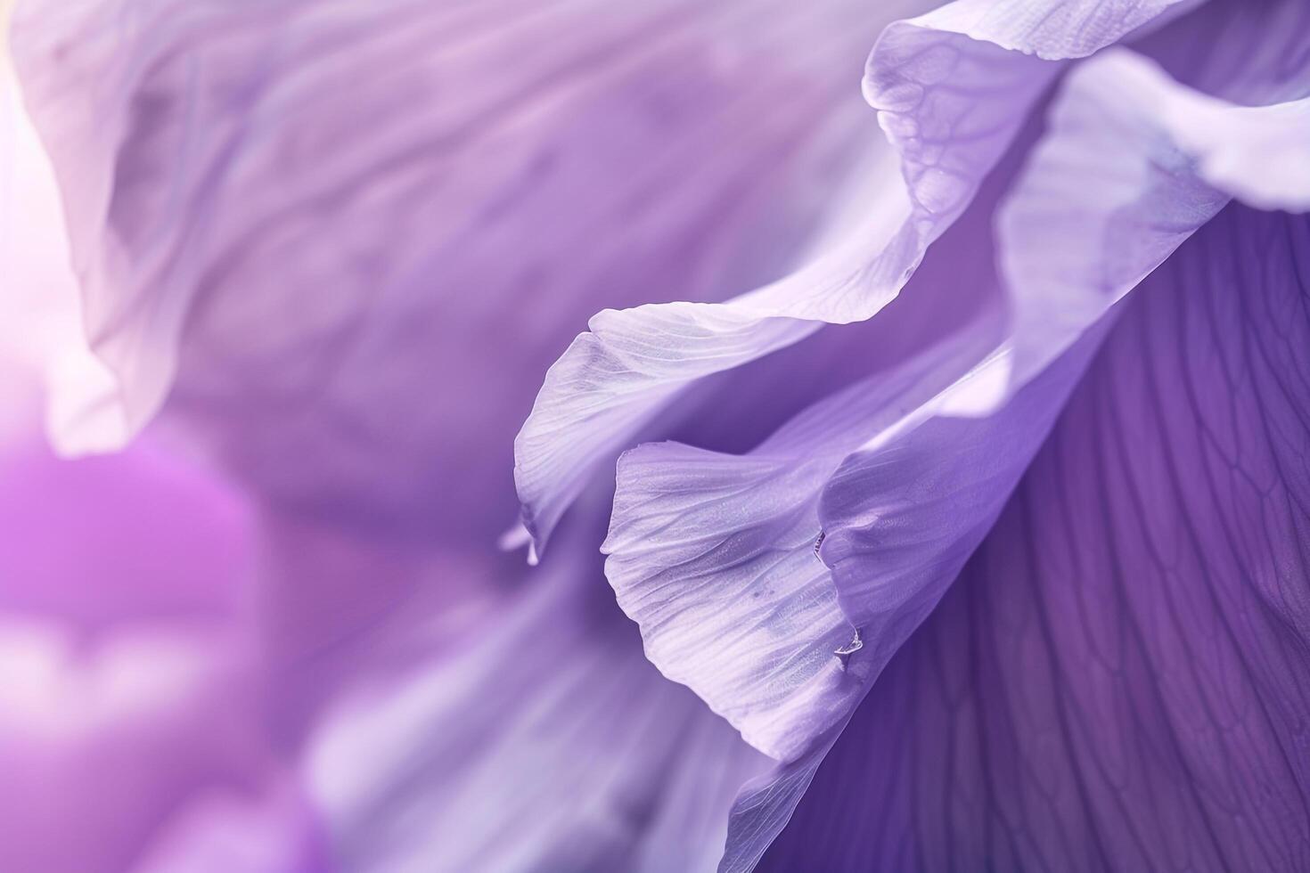 Nature Background of Purple Flower Petals photo