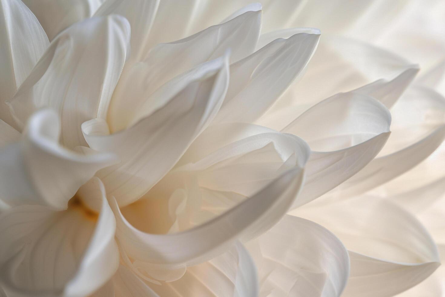 Nature Background of Translucent Petals of a White Flower Background Nature photo