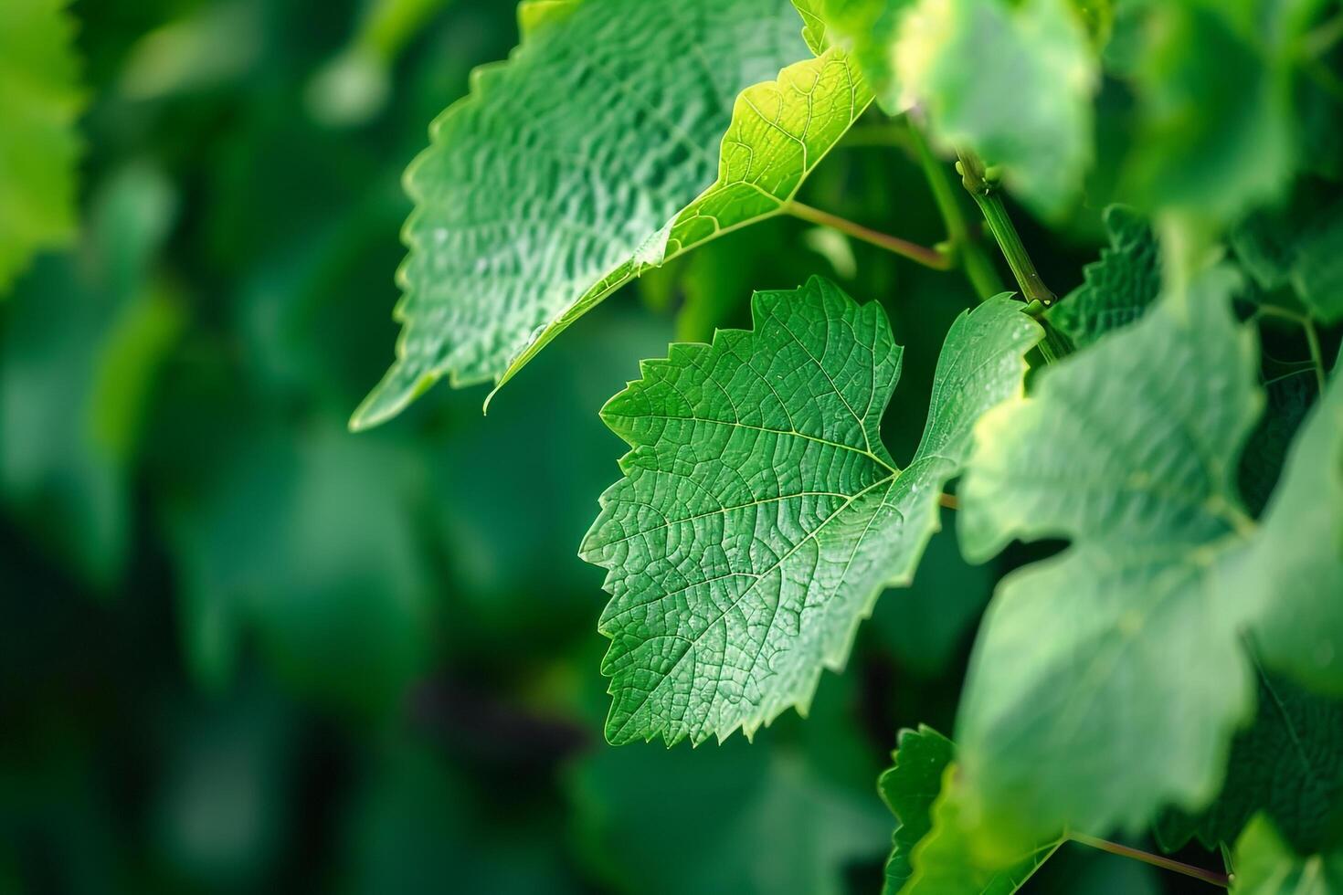 Portrait Green Vine Leaves Nature Background photo