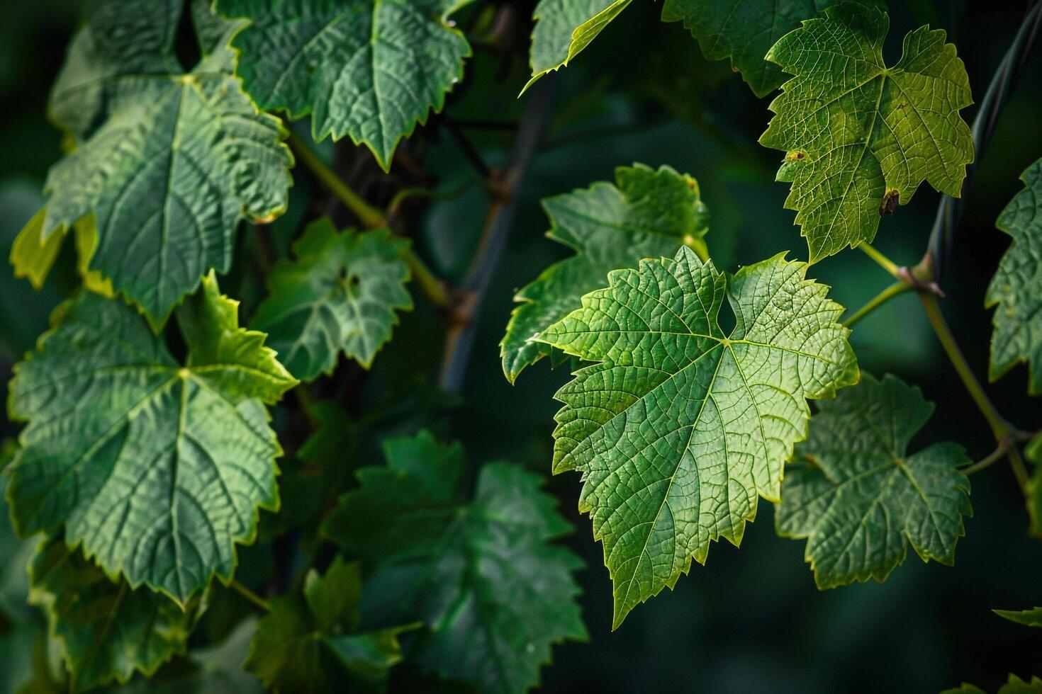 Portrait Green Vine Leaves Nature Background photo