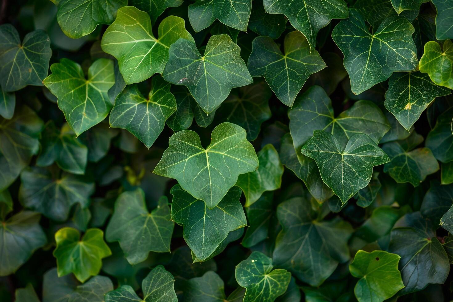 Portrait Green Vine Leaves Nature Background photo