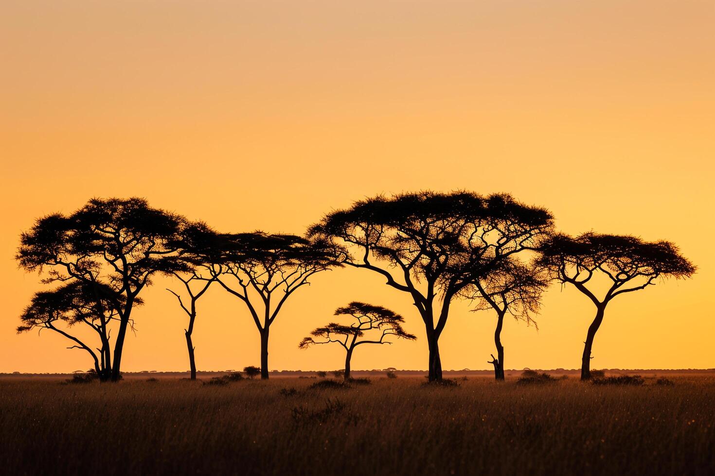 Silhouette of Acacia Trees on the Savannah at Sunset Background Nature photo