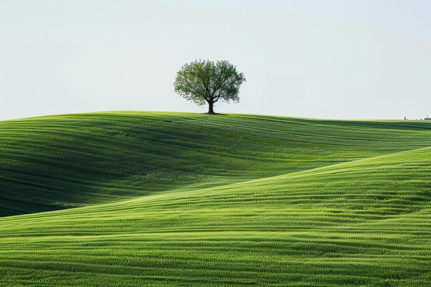 Lone Tree Standing Amidst a Vast Green Field Under a Clear Sky. Nature. Background photo