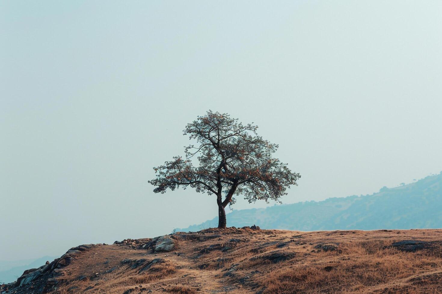 Lone Tree on Hilltop. Nature Background photo