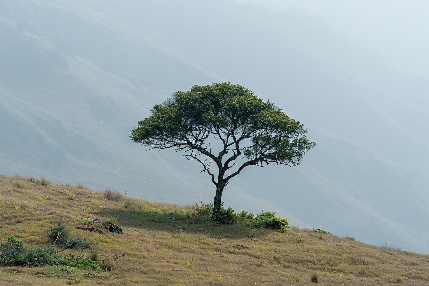 Lone Tree on Hilltop. Nature Background photo