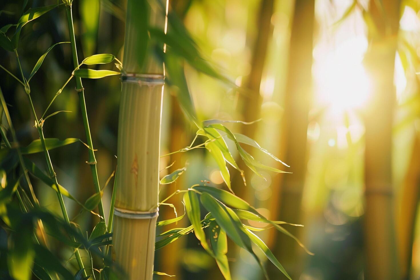 Bamboo Grove with Sunlight Filtering Through. Nature Background photo