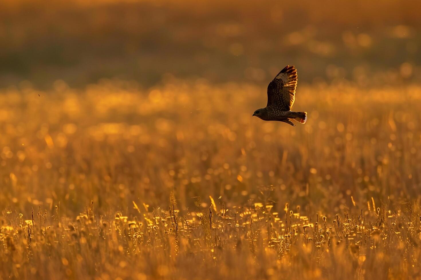 A nighthawk flying swiftly over a meadow during twilight. nature background photo