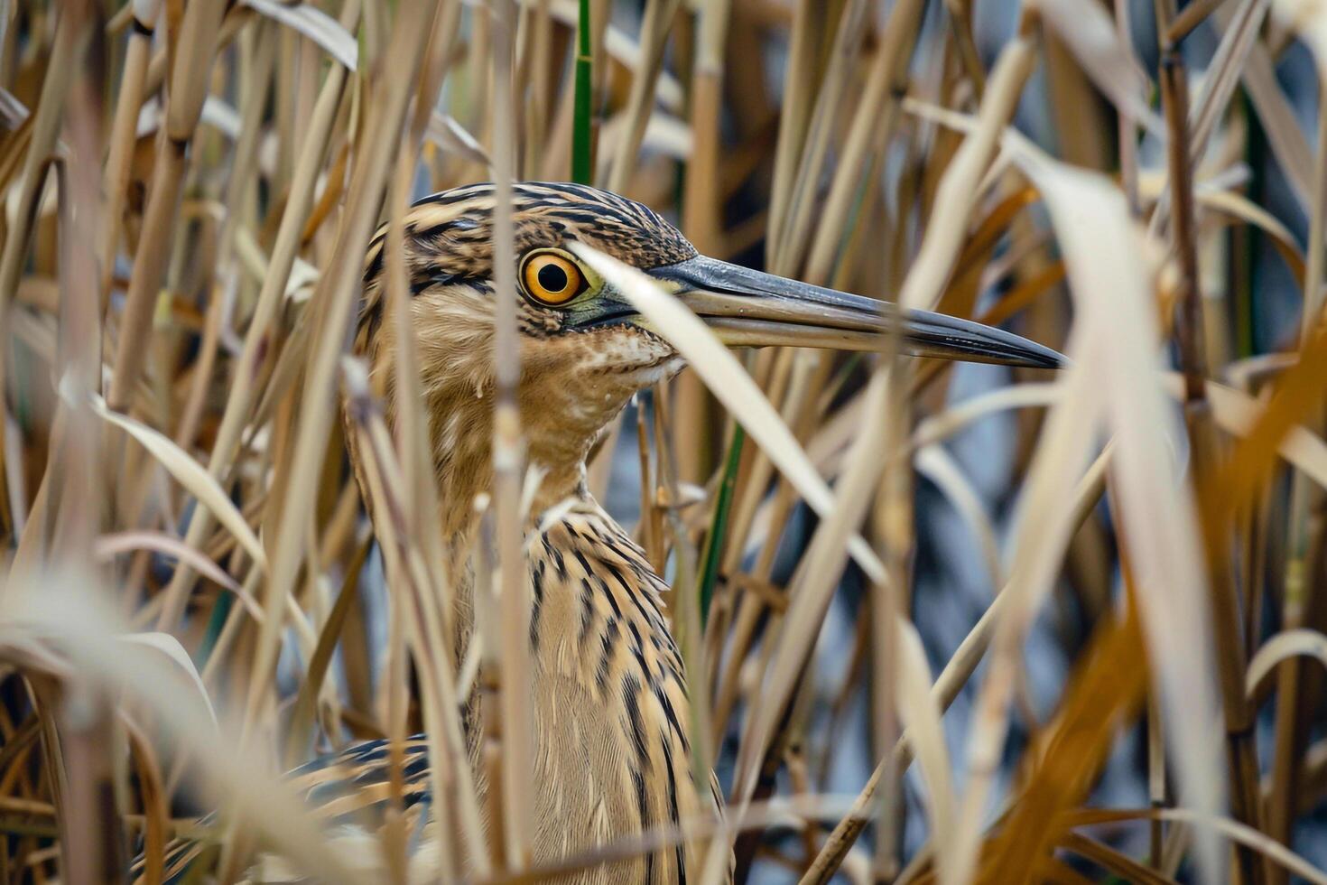 A bittern hiding among tall reeds near a pond. nature background photo