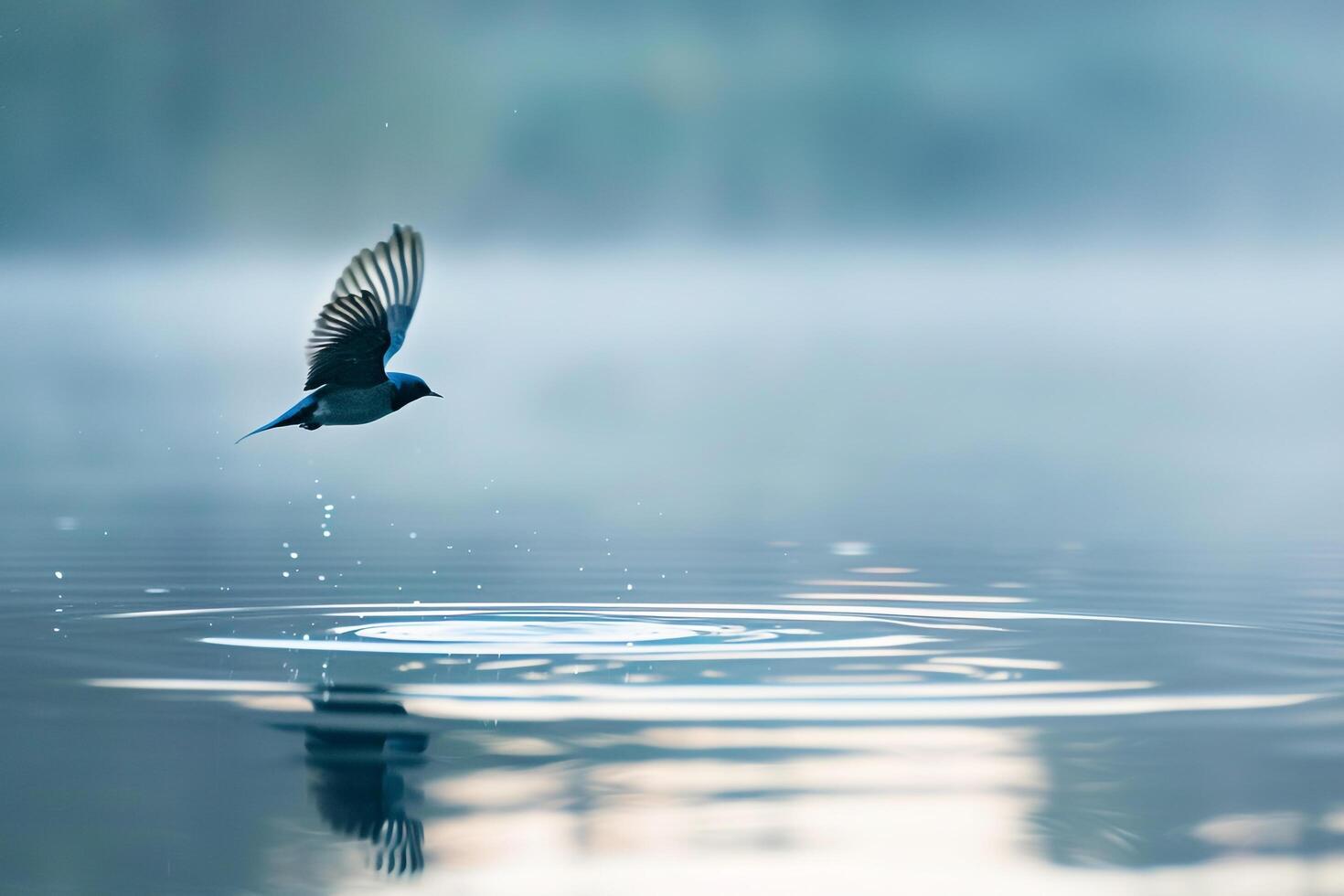 Swallow Flying Low Over a Calm Lake. Creating Ripples in the Water. Nature Background photo