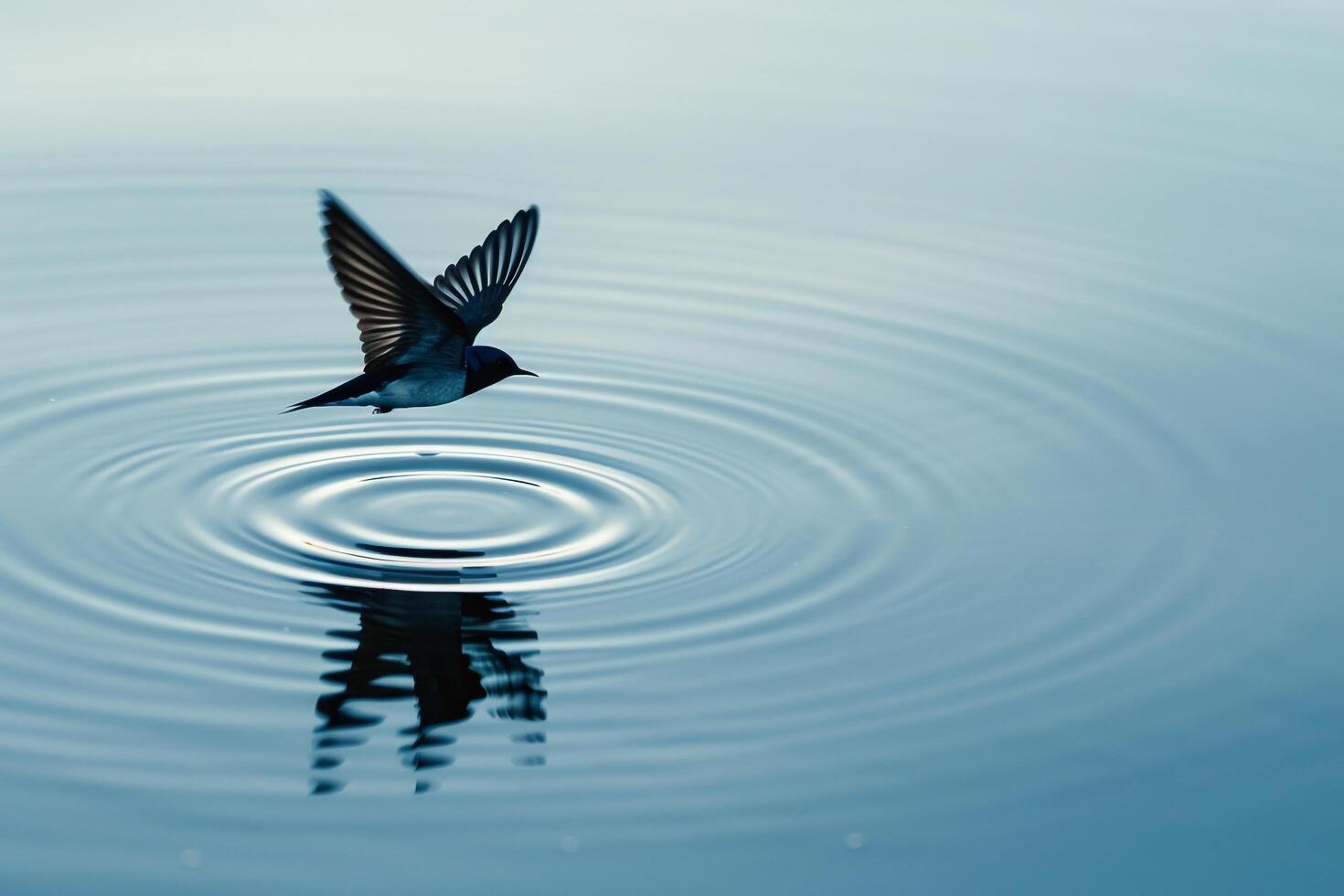 Swallow Flying Low Over a Calm Lake. Creating Ripples in the Water. Nature Background photo