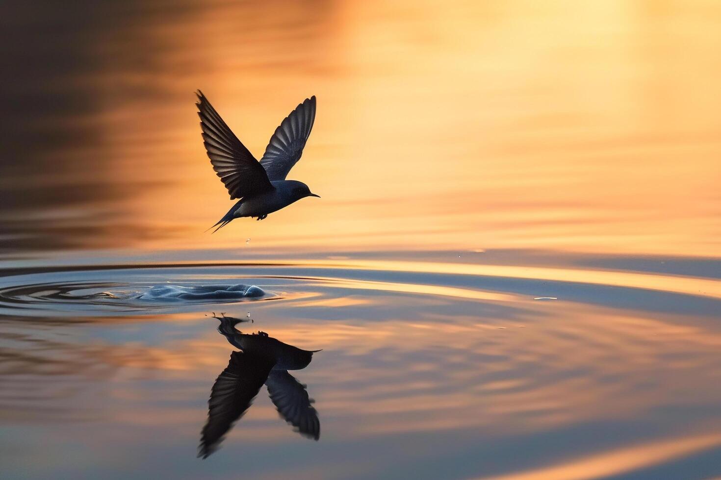 Swallow Flying Low Over a Calm Lake. Creating Ripples in the Water. Nature Background photo