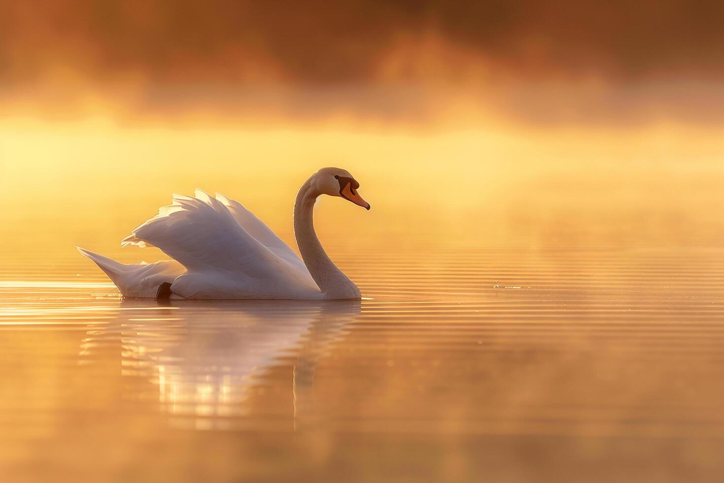 A swan gliding gracefully on a tranquil lake at sunrise. nature background. serene and elegant scene with soft morning light photo