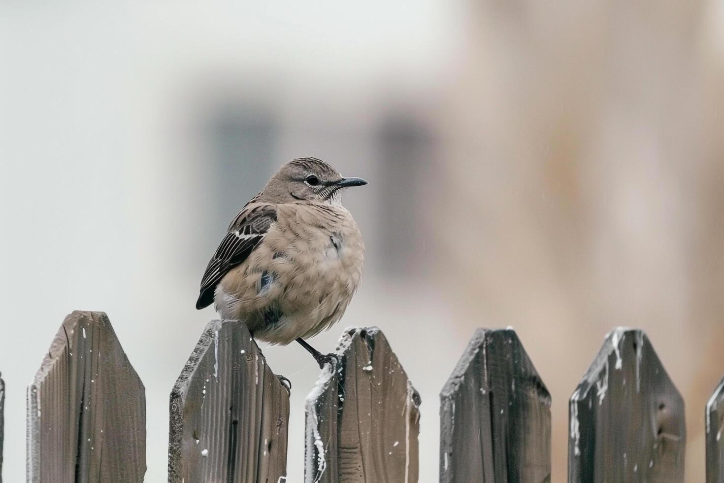 A mockingbird mimicking other birds calls while perched on a fence in a suburban backyard. nature background. lively scene with natural interaction photo