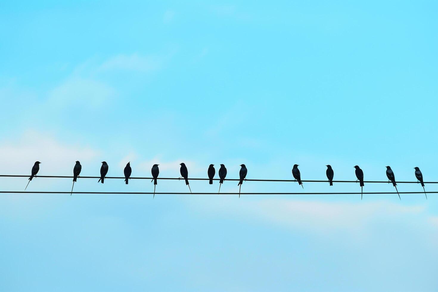 A Flock of Martins Perched on a Power Line During Migration. Background. Nature photo