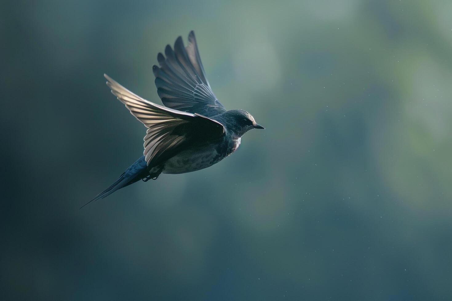 A Swift Darting Through the Sky Catching Insects. Background. Nature photo