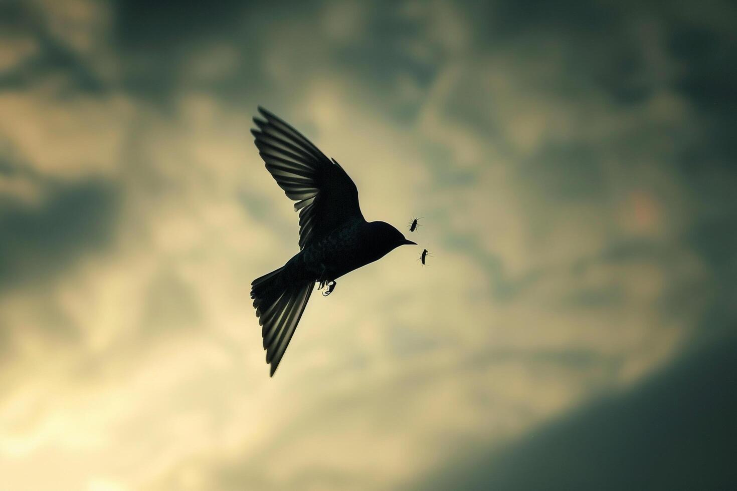 A Swift Darting Through the Sky Catching Insects. Background. Nature photo