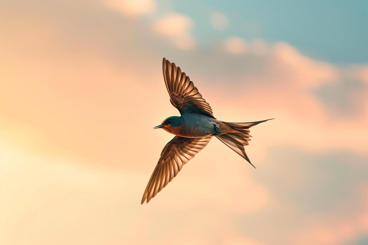 A Swift Darting Through the Sky Catching Insects. Background. Nature photo