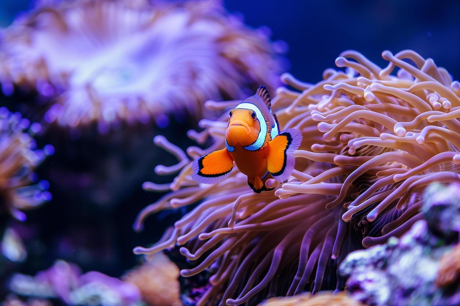 Coral Reef with Clownfish and Anemones Nature Background photo