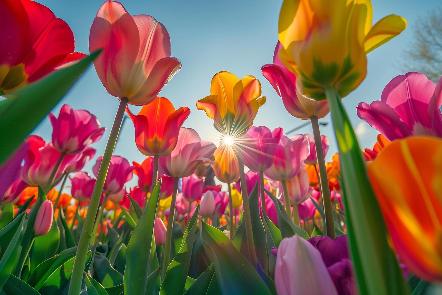 Sunlit Field of Tulips in Various Colors Nature Background photo