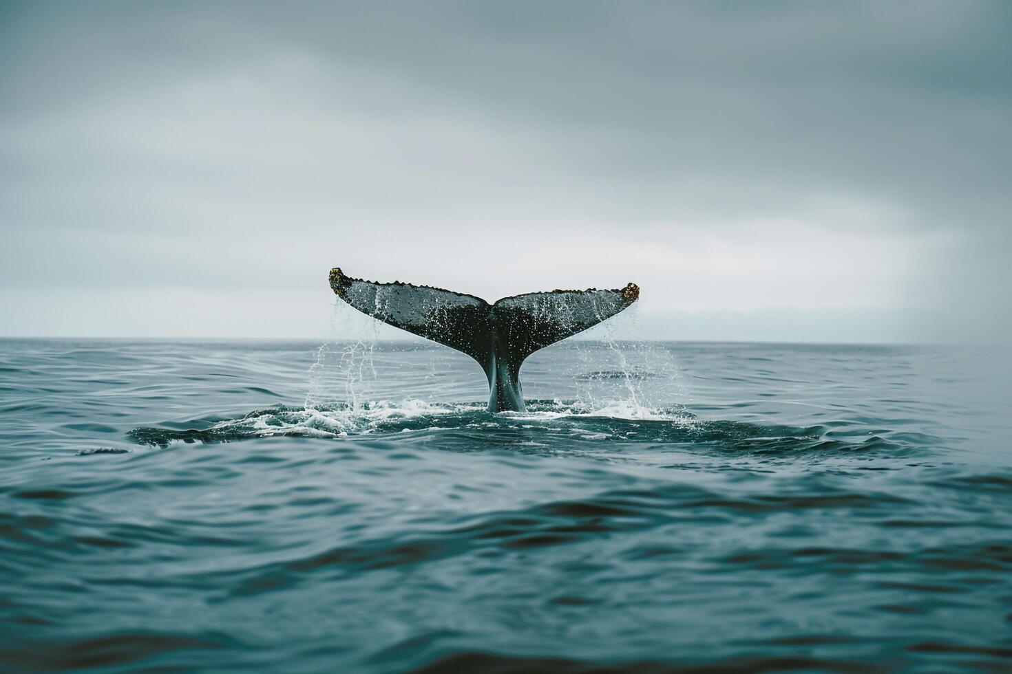 Whale breaching in open ocean. dramatic nature scene with background nature photo