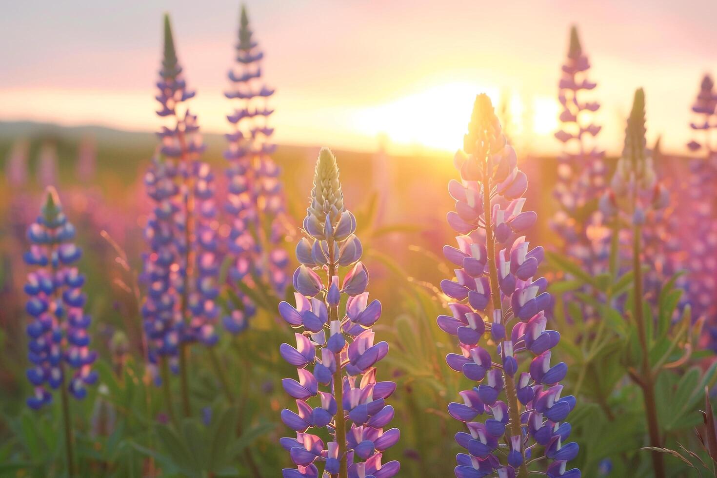 Field of Lupines at Sunset Nature Background photo