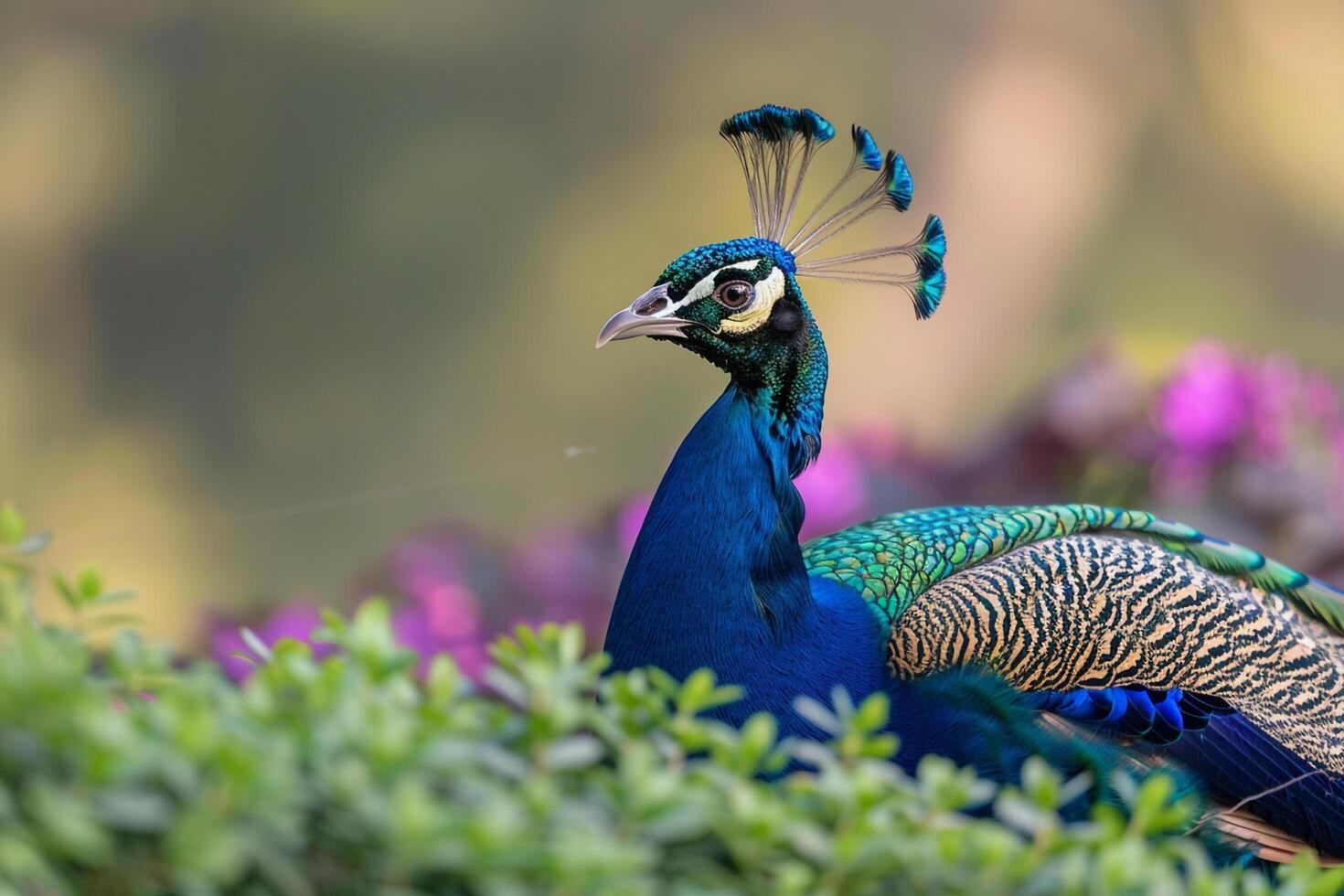 Proud peacock displaying  feathers in a garden. background nature photo