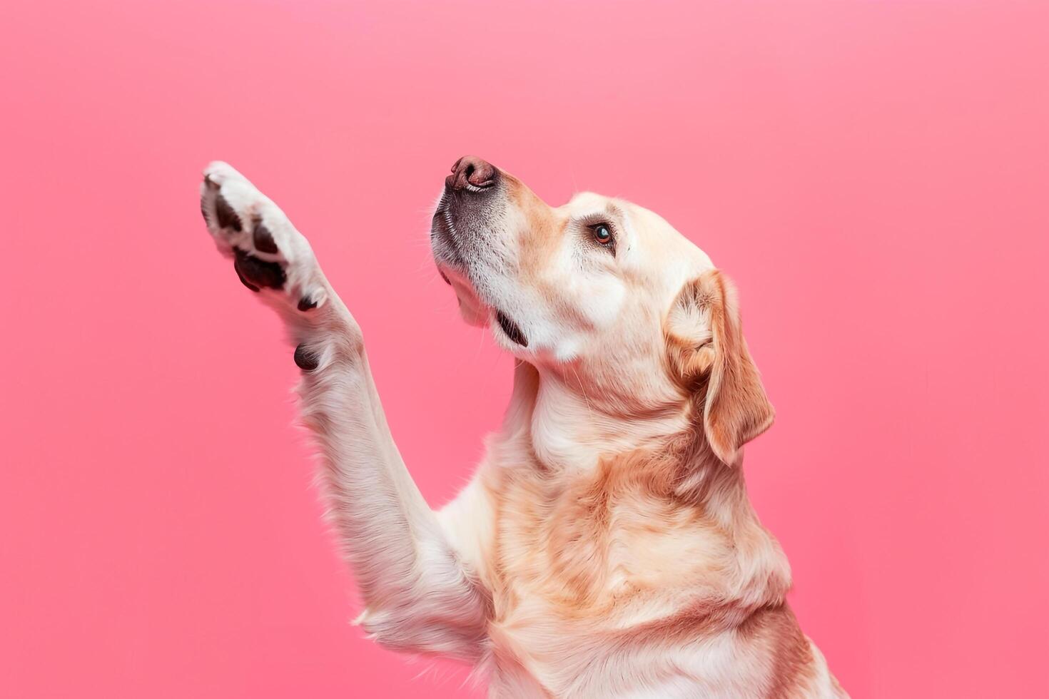 Charming Dog Paw Gesture Background Ideal for Pet graphy photo
