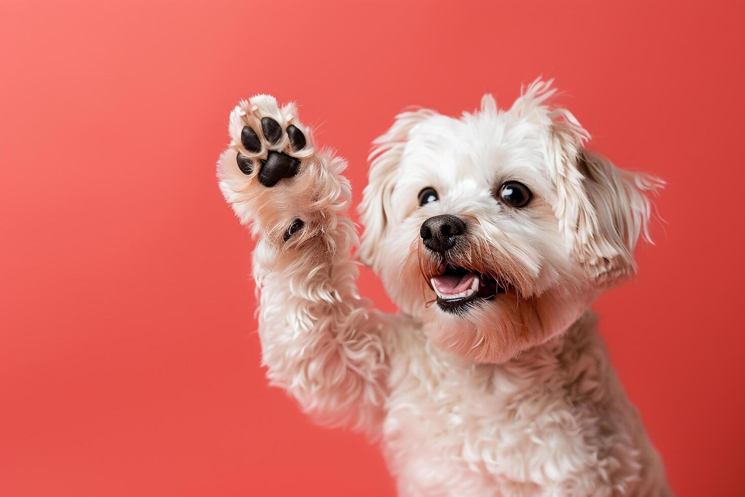 Playful Dog Giving Paw Background Ideal for Pet Lovers photo