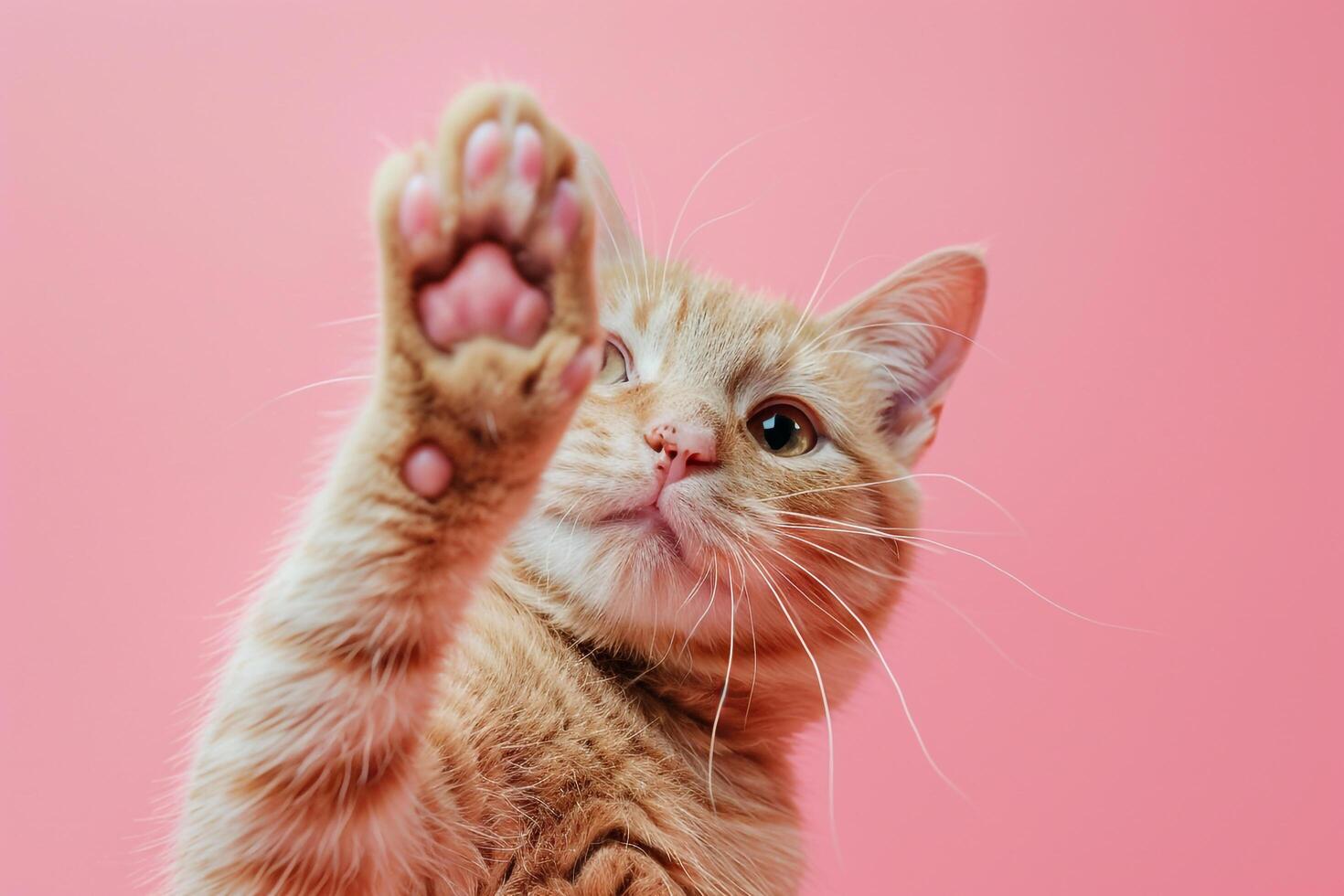 Playful Cat Giving Paw Background for Pet graphy photo